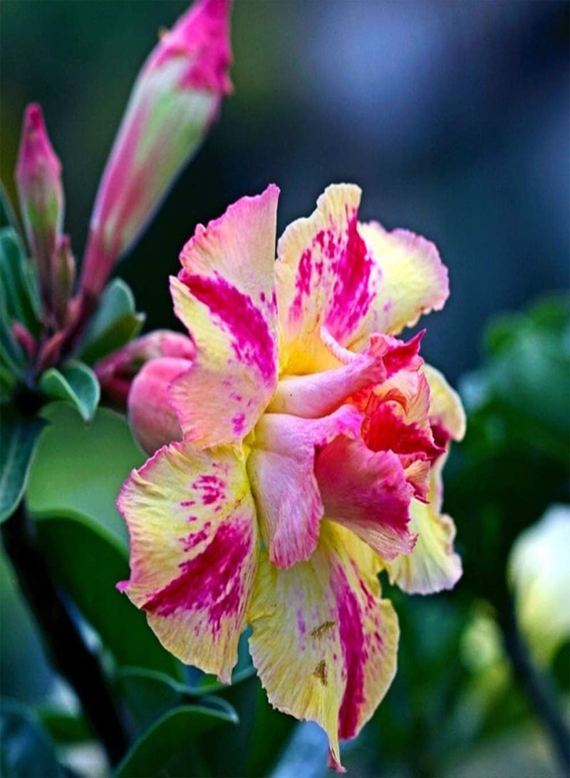 جي جوت 5 قطع من بذور وردة الصحراء للزراعة في الفناء الخارجي في الربيع، بتلات متعددة، زهرة معمرة، بذور أدينيوم أوبيسوم الغريبة، ديكور الحدائق