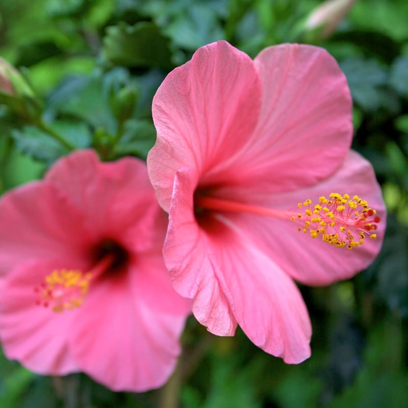 Frontier Co-op Organic Cut & Sifted Hibiscus Flowers - 5.82oz - Image 3