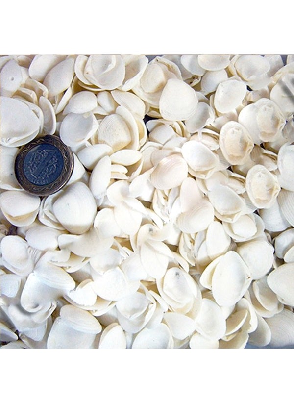 Eminönü Toptancı - Eminönü Wholesaler Cay Cay Kilo Sea Shell - 1 kg - Image 1