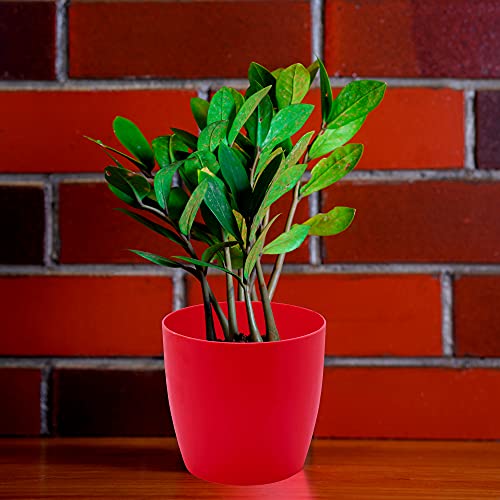 garbnoire Gardening Flower Pots - 4.4 Inch Plastic Flower Pots | Modern Decorative Indoor Outdoor Planters/Pots - Pack of (Red, 3) - Image 2