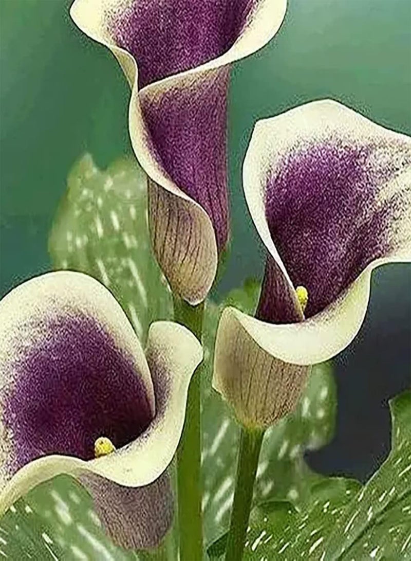 جي جوت 3 قطع Calla Leliebollen في ألوان جميلة مع شكل فريد من نوعه Brengen EEN gevoel Van voldoening DIY Tuin Cultiveer Interesse في Het Planten Van Calla Bollen - Image 2