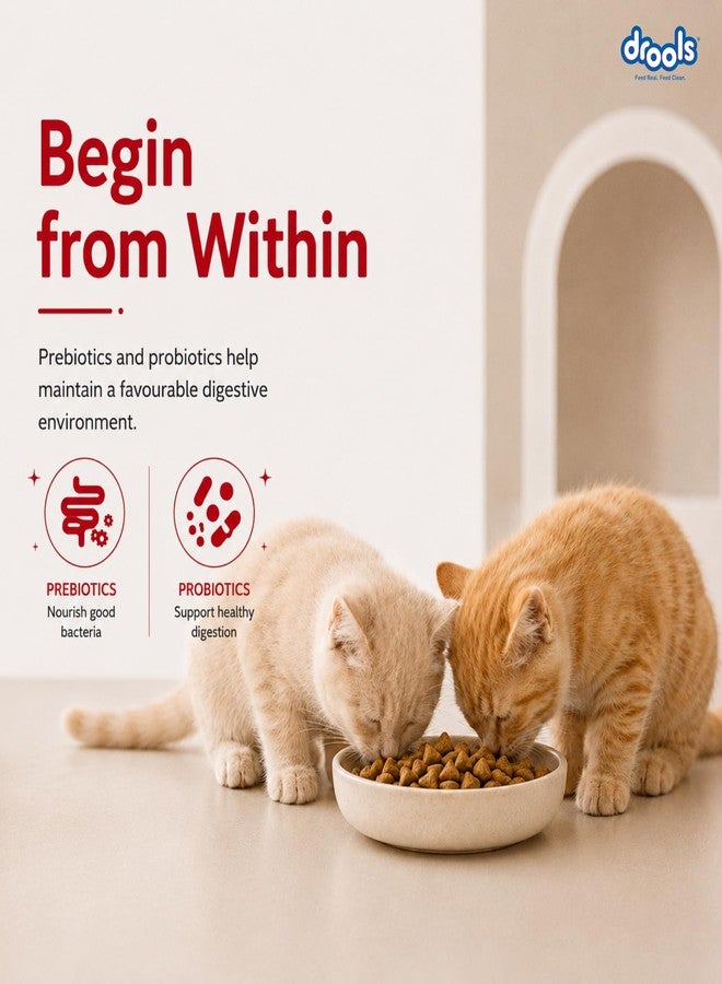Drools Kitten Dry Cat Food, Mackerel Flavour 1 kg with Free Container Pack - Image 5