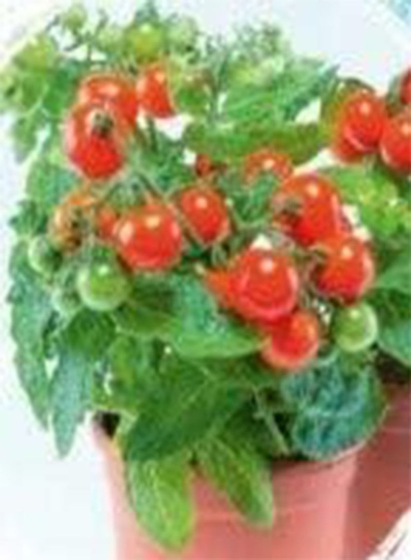 GGOOT Seeds of Vegetable Table Top Tomato