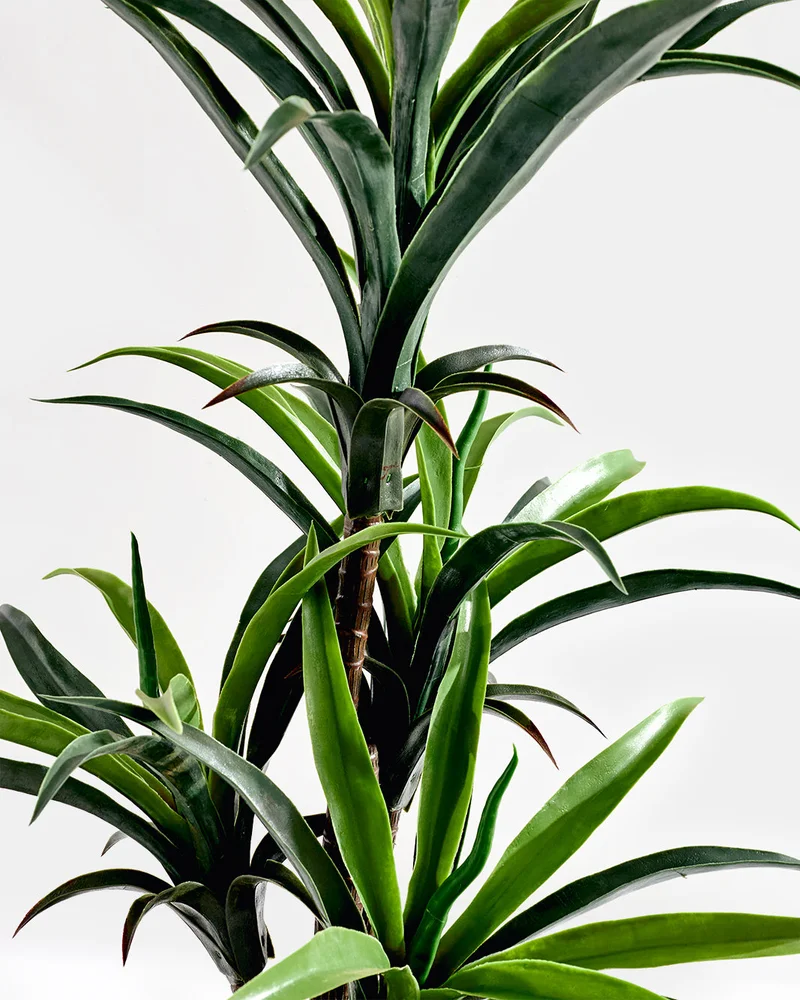 Redtag Artificial Yucca Plant in Ceramic Pot 86.5cm