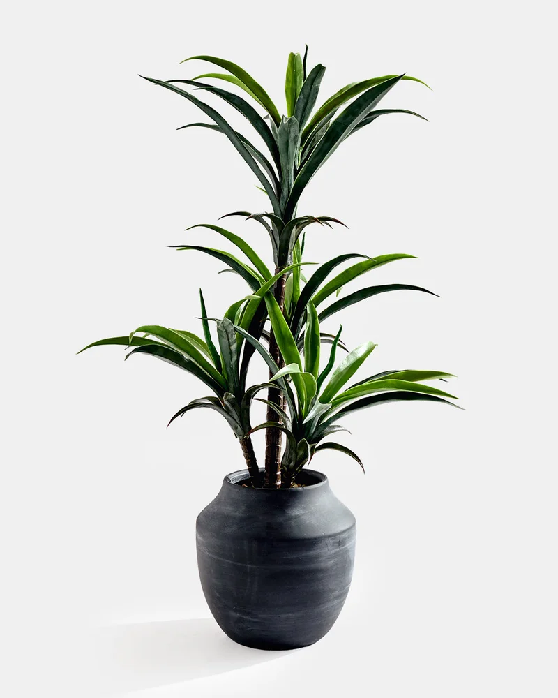 Redtag Artificial Yucca Plant in Ceramic Pot 86.5cm