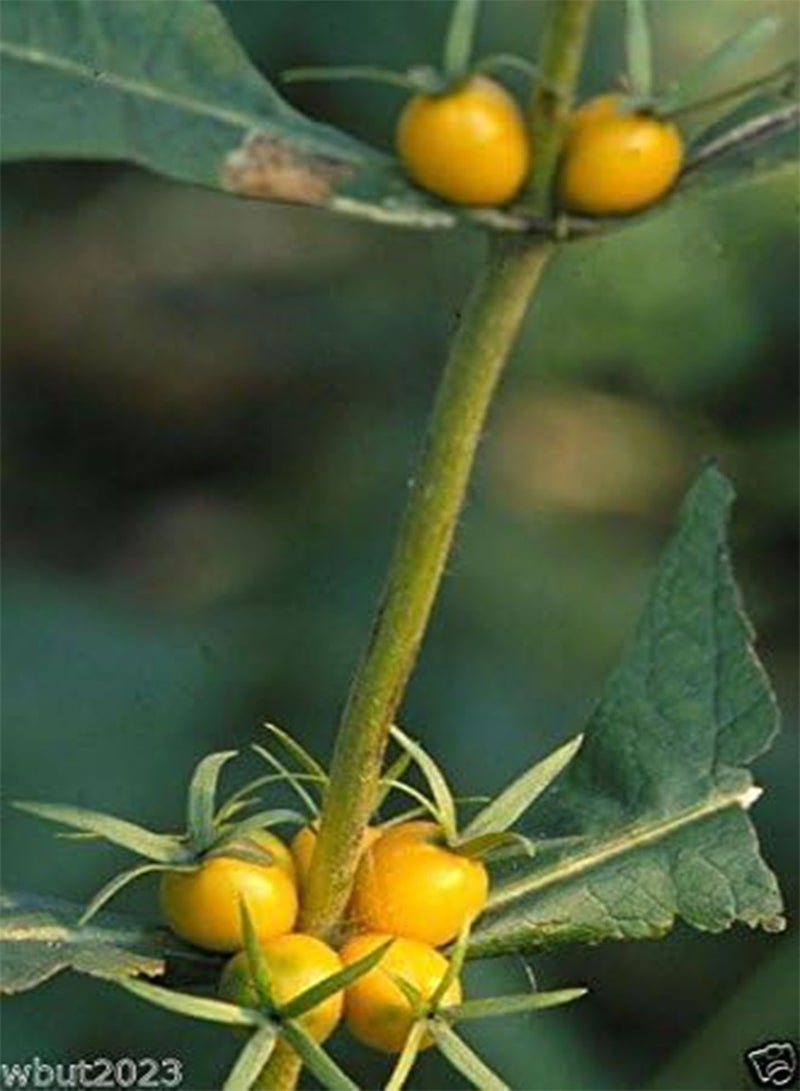 GGOOT 10 Late Horse Gentian Seeds () Also known as Wild Coffee - Image 3