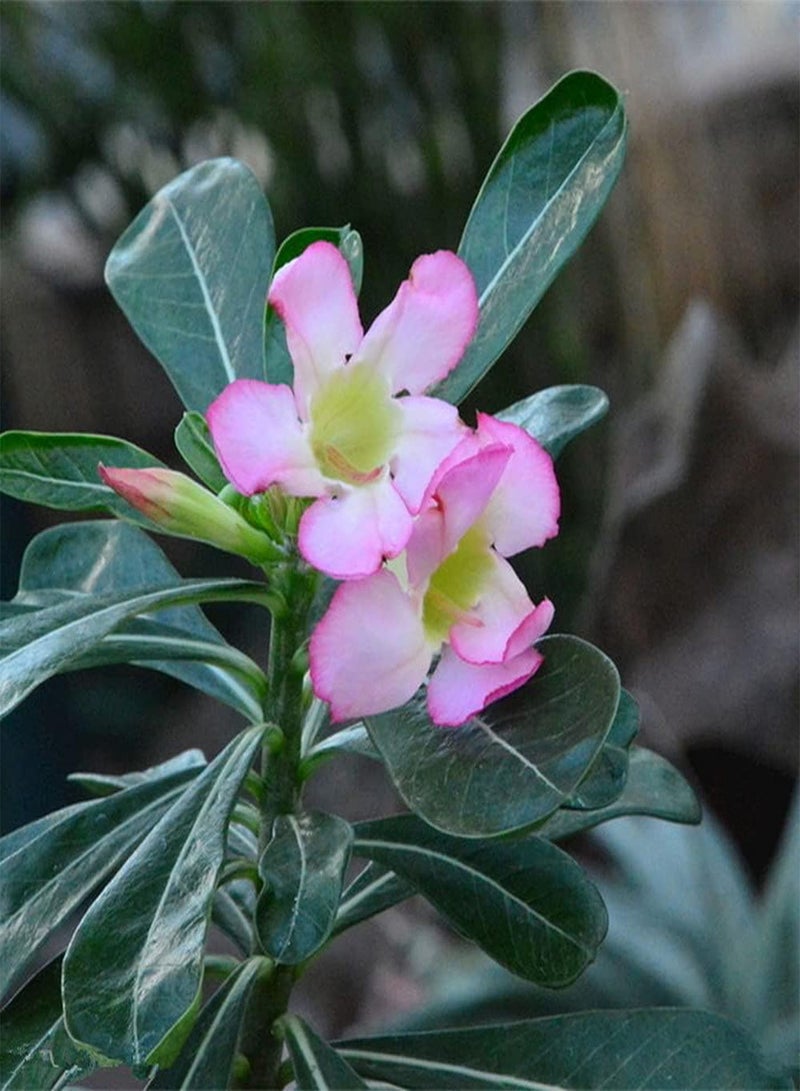 جي جوت 20 قطعة من بذور وردة الصحراء المزهرة، زهرة وردية فاتحة لطيفة، زهور مقطوعة رائعة تزين منزلك، زراعة بسيطة وسهلة البقاء - Image 1