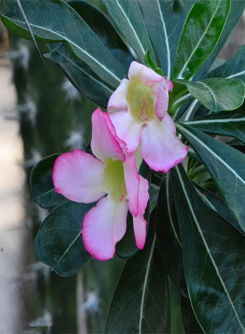 جي جوت 20 قطعة من بذور وردة الصحراء المزهرة، زهرة وردية فاتحة لطيفة، زهور مقطوعة رائعة تزين منزلك، زراعة بسيطة وسهلة البقاء - Image 2