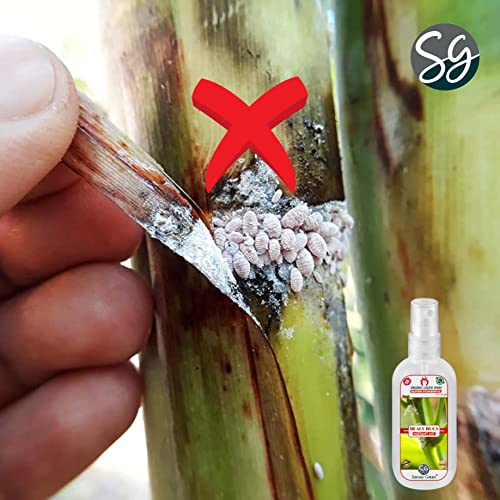 Sansar Green® Mealy Bug Instant Hit Spray, Premium Essential Super Powerful Liquid Spray for removing of Mealy Bugs from Plants (100 ml) - Image 5