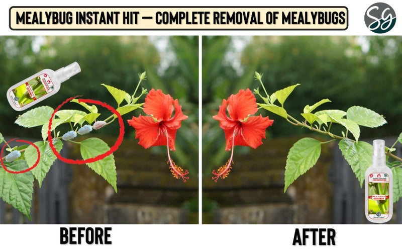 Sansar Green® Mealy Bug Instant Hit Spray, Premium Essential Super Powerful Liquid Spray for removing of Mealy Bugs from Plants (100 ml) - Image 3