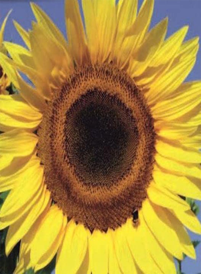 GGOOT 42 Seeds of Sunflower Tall, Grow Your Own Flowers Garden Treasures