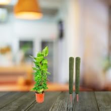 PlantaZee Moss Stick 4Ft - 2 Pieces -Moss & Coir Stick for Plant Support, Indoor Plants, House Plants & Plant Creepers - Image 5