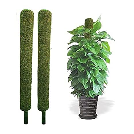 PlantaZee Moss Stick 4Ft - 2 Pieces -Moss & Coir Stick for Plant Support, Indoor Plants, House Plants & Plant Creepers - Image 1