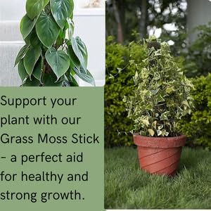 PlantaZee Moss Stick 4Ft - 2 Pieces -Moss & Coir Stick for Plant Support, Indoor Plants, House Plants & Plant Creepers - Image 4