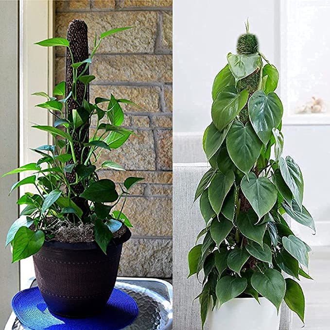 PlantaZee Moss Stick 4Ft - 2 Pieces -Moss & Coir Stick for Plant Support, Indoor Plants, House Plants & Plant Creepers - Image 3