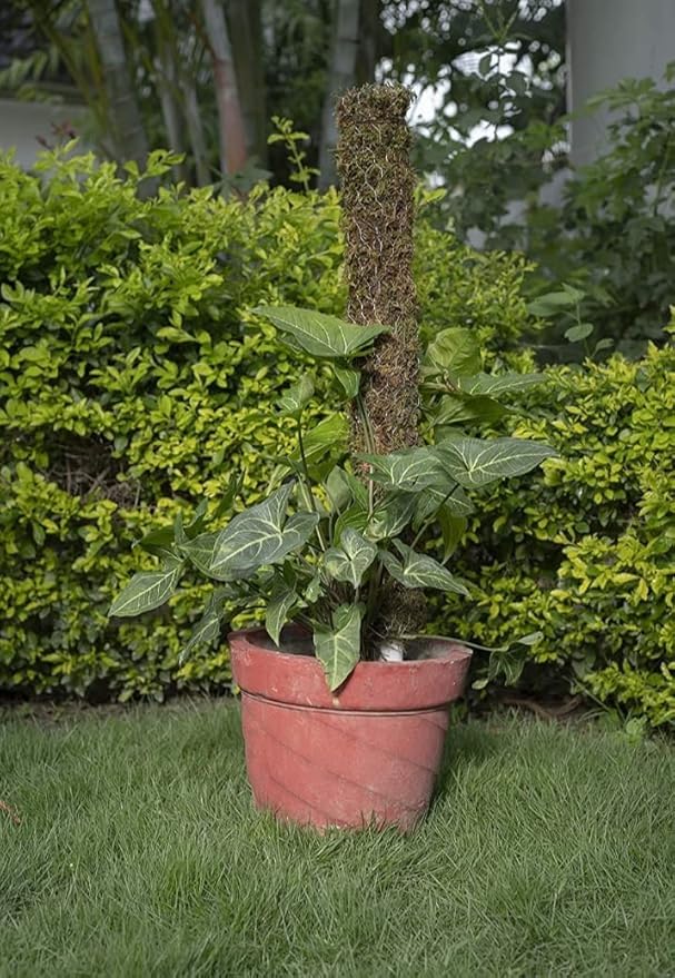 PlantaZee Moss Stick 4Ft - 2 Pieces -Moss & Coir Stick for Plant Support, Indoor Plants, House Plants & Plant Creepers - Image 2