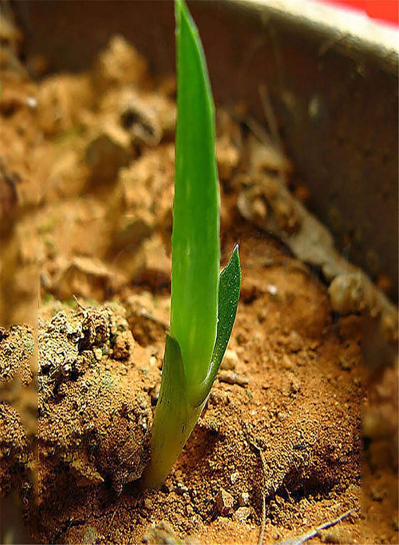 GGOOT 100Pcs Aloe Seeds Perennial Aloe Vera Plant Balcony Garden Potted Bonsai Plant Home Office Indoor Desk Windowsill Decor Aloe Seeds  - Image 4