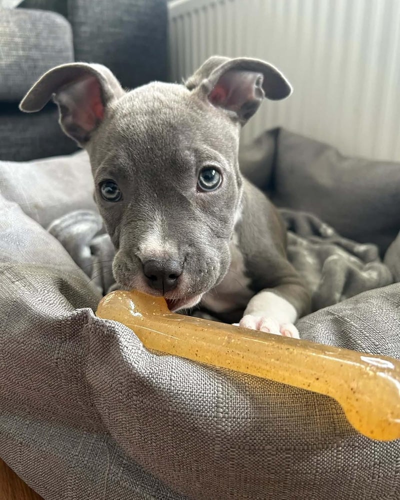 Nylabone FlexiChew Chicken Flavor Durable Dog Chew Toy - Image 2