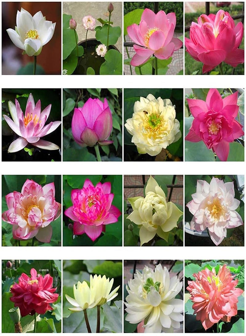 GGOOT Water Lily Flower Plant,Bonsai Lotus Seeds,100PCS Finest Viable Aquatic Water Features Seeds,Home Garden Yard Decor (Mixed Color-100)  - Image 1