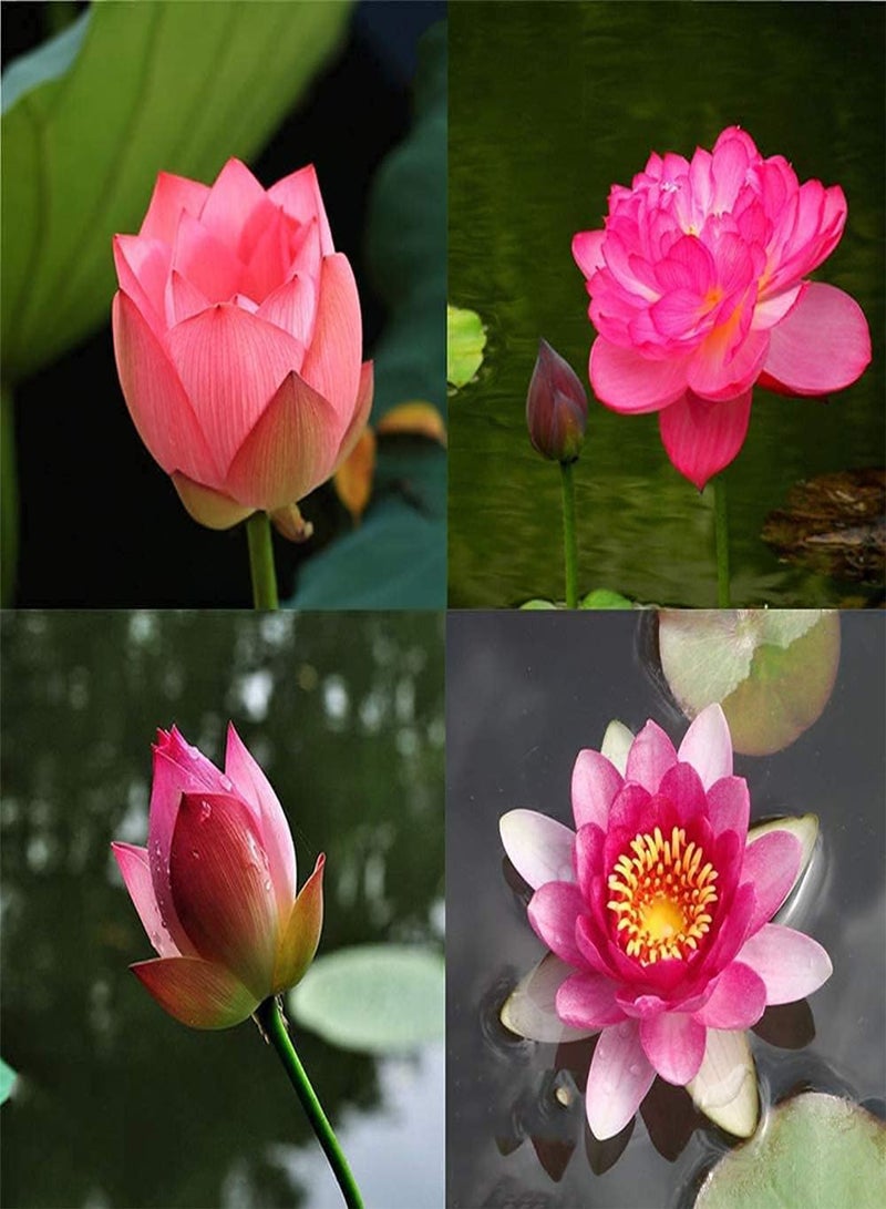 GGOOT Water Lily Flower Plant,Bonsai Lotus Seeds,100PCS Finest Viable Aquatic Water Features Seeds,Home Garden Yard Decor (Mixed Color-100)  - Image 3