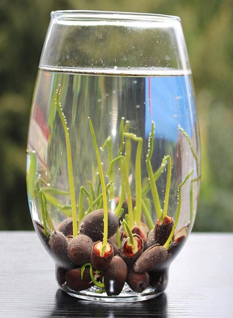 GGOOT Water Lily Flower Plant,Bonsai Lotus Seeds,100PCS Finest Viable Aquatic Water Features Seeds,Home Garden Yard Decor (Mixed Color-100)  - Image 5