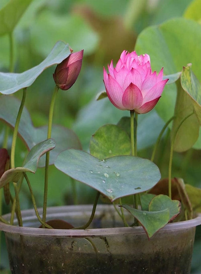 GGOOT Water Lily Flower Plant,Bonsai Lotus Seeds,100PCS Finest Viable Aquatic Water Features Seeds,Home Garden Yard Decor (Mixed Color-100)  - Image 2