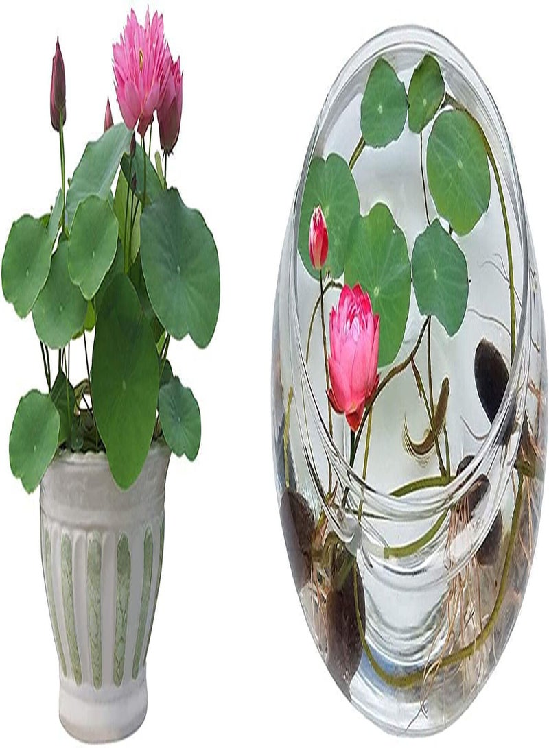GGOOT Water Lily Flower Plant,Bonsai Lotus Seeds,100PCS Finest Viable Aquatic Water Features Seeds,Home Garden Yard Decor (Mixed Color-100)  - Image 4
