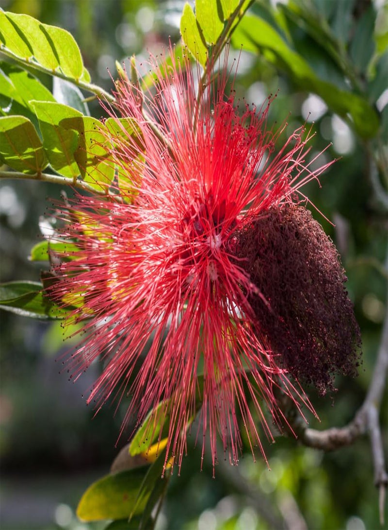 GGOOT Siris Tree, White Siris, Tall Albizia (Albizia procera, Siris) Seeds (20) - Image 3