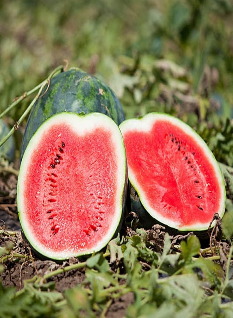 جي جوت 100 قطعة من بذور البطيخ الفريدة والمشهورة وسهلة الزراعة ولها معنى الحصاد المثمر ومناسبة للمشاركة مع الأصدقاء والعائلة - Image 1