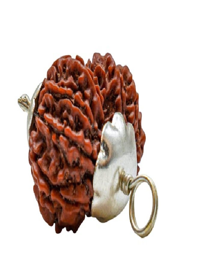 9STARS Gauri Shankar Rudraksha Original Certified 23mm With Capping Gowri Shankar Gori Shankar Gaurii Shankarr Rudrakshaa Gauri Shankar Rudraksha - Image 2