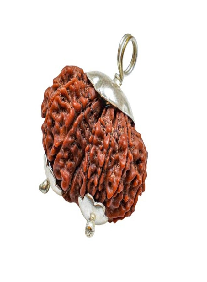 9STARS Gauri Shankar Rudraksha Original Certified 23mm With Capping Gowri Shankar Gori Shankar Gaurii Shankarr Rudrakshaa Gauri Shankar Rudraksha - Image 1