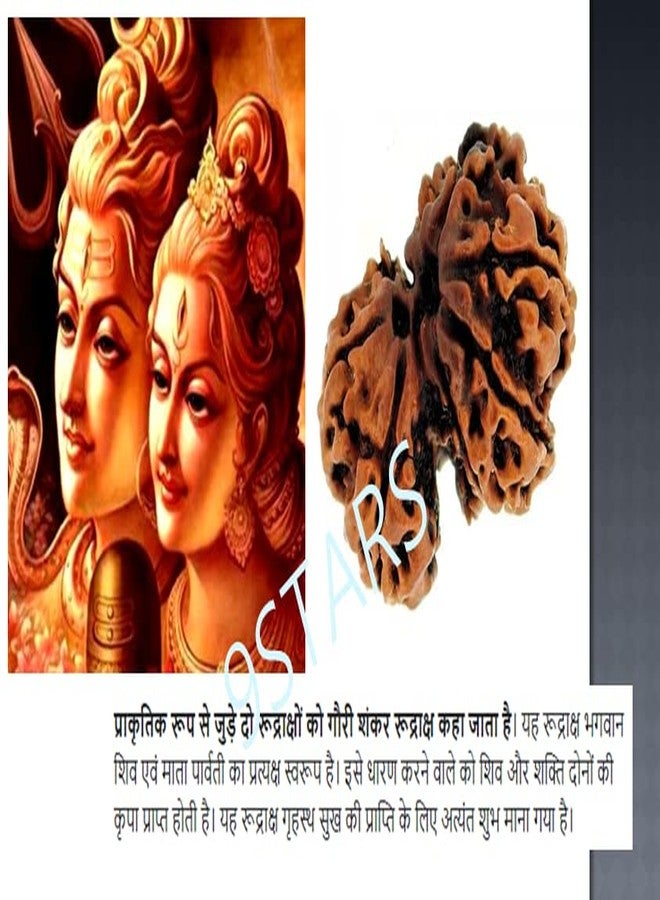 9STARS Gauri Shankar Rudraksha Original Certified 23mm With Capping Gowri Shankar Gori Shankar Gaurii Shankarr Rudrakshaa Gauri Shankar Rudraksha - Image 3