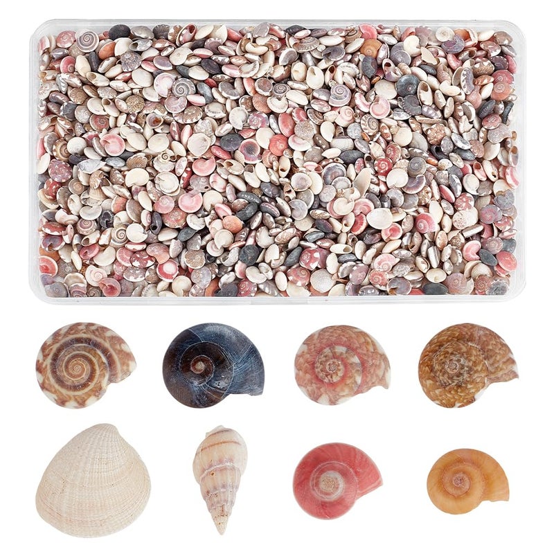 PH PandaHall Tiny Sea Shells 190g Colorful Spiral Ocean Beach Seashells No Hole Small Turbo Shell Craft Shell Charms Mini Shells for Resin Crafts Party Wedding Home Decor Vase Filler Fish Tank - Image 2