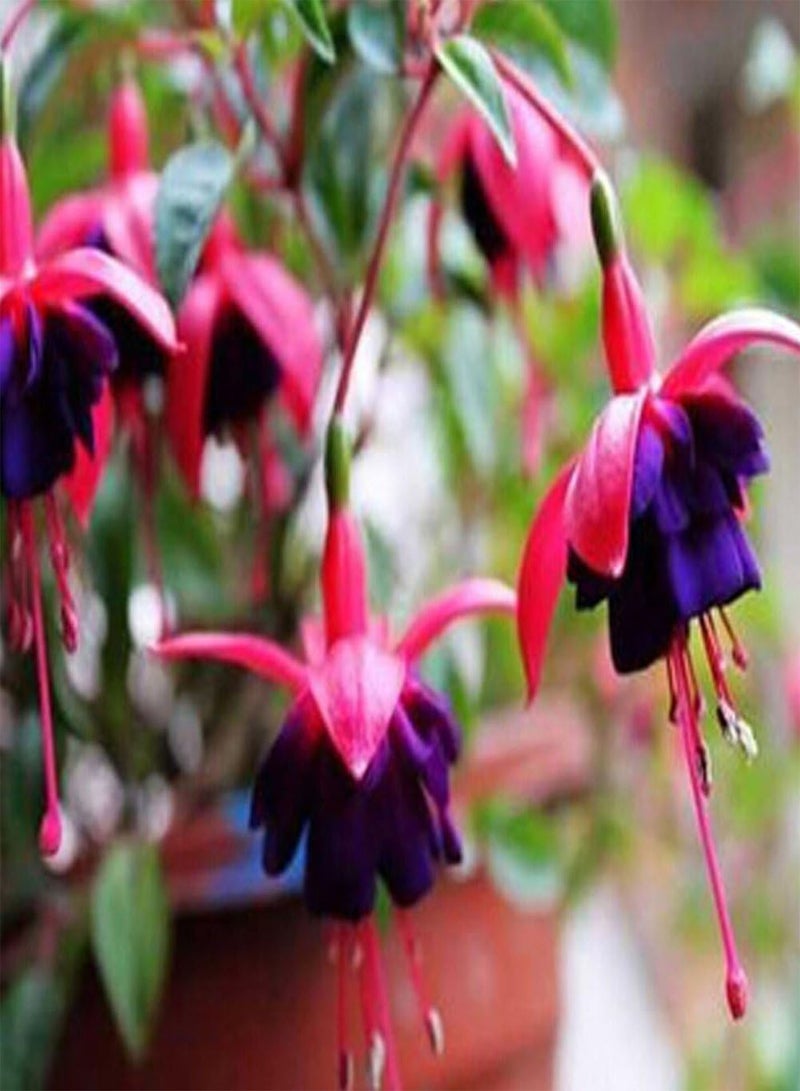 GGOOT 50Pcs Fuchsia Flower Seeds, Golden Bell Home Garden Yard Plant Ornament - Image 2