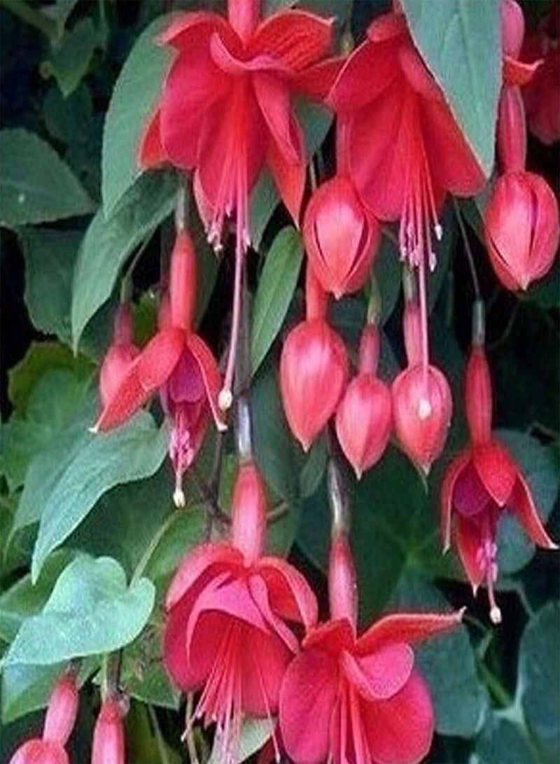 GGOOT 50Pcs Fuchsia Flower Seeds, Golden Bell Home Garden Yard Plant Ornament - Image 5