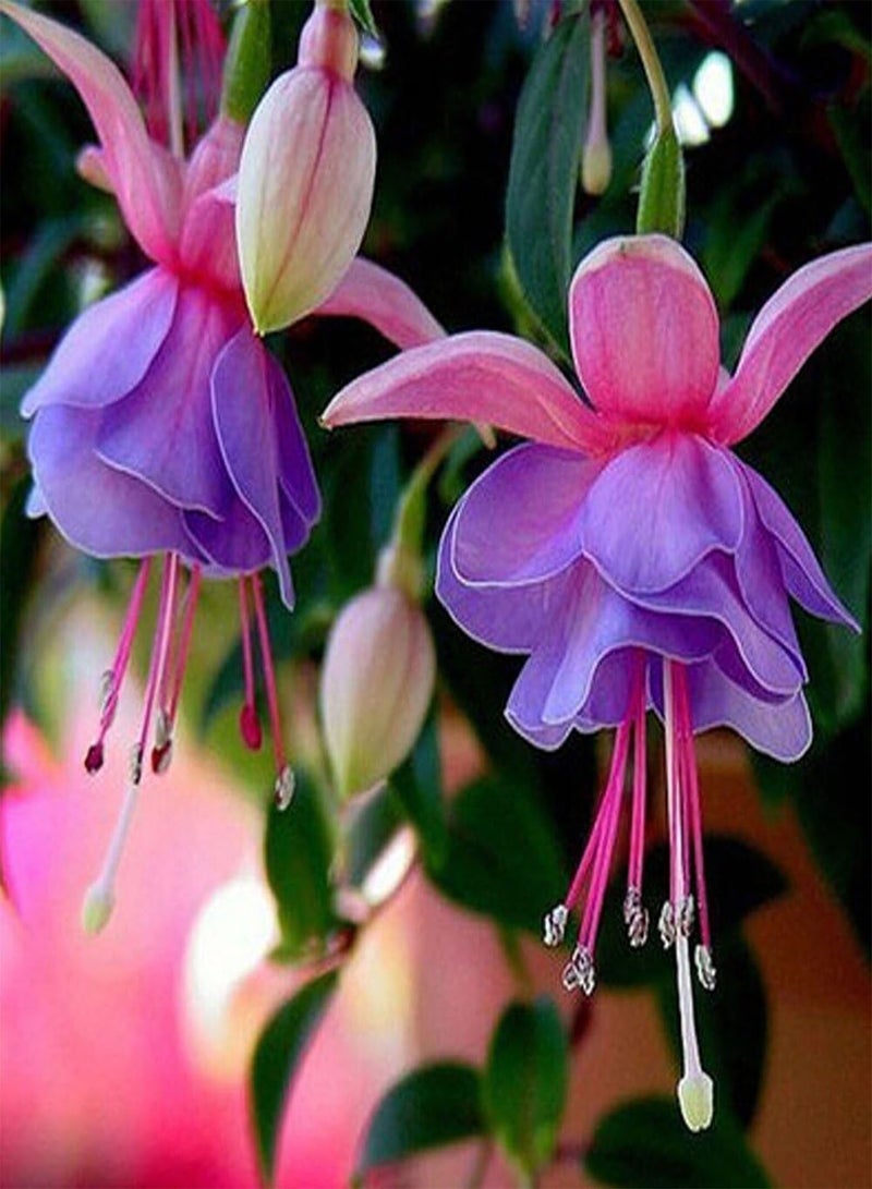 GGOOT 50Pcs Fuchsia Flower Seeds, Golden Bell Home Garden Yard Plant Ornament - Image 4