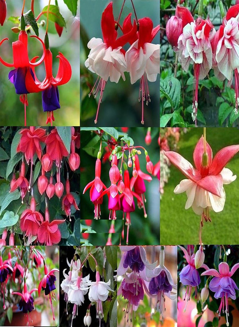 GGOOT 50Pcs Fuchsia Flower Seeds, Golden Bell Home Garden Yard Plant Ornament - Image 1