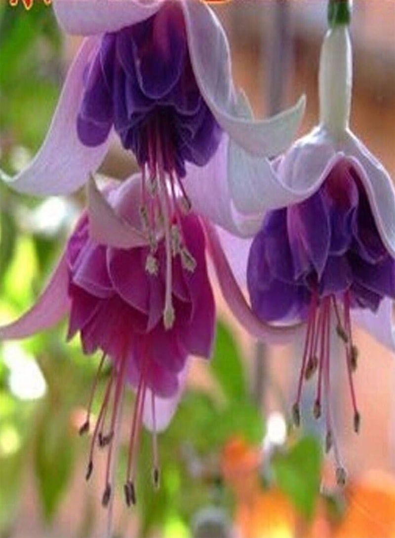 GGOOT 50Pcs Fuchsia Flower Seeds, Golden Bell Home Garden Yard Plant Ornament - Image 3
