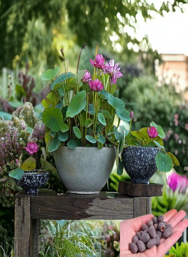 ZEshops 15pcs Mixed Pink, Red & Green Color Bowl Lotus Seeds for Planting Beautiful Water Plants for Indoor Bonsai, Outdoor Ponds (Lotus Seeds (for Germination)) - Image 1