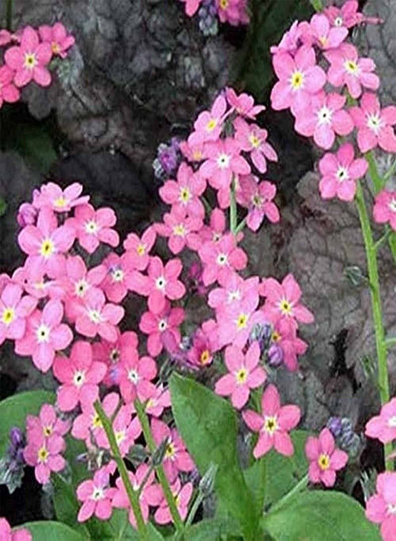 GGOOT 150pcs Forget Me Not Seeds Lovely Petals Natural Beauty Herbal Flowers Excellent Selection of Cut Flowers Loved by Beginners Garden Courtyard Terrace Widely Planted - Image 2