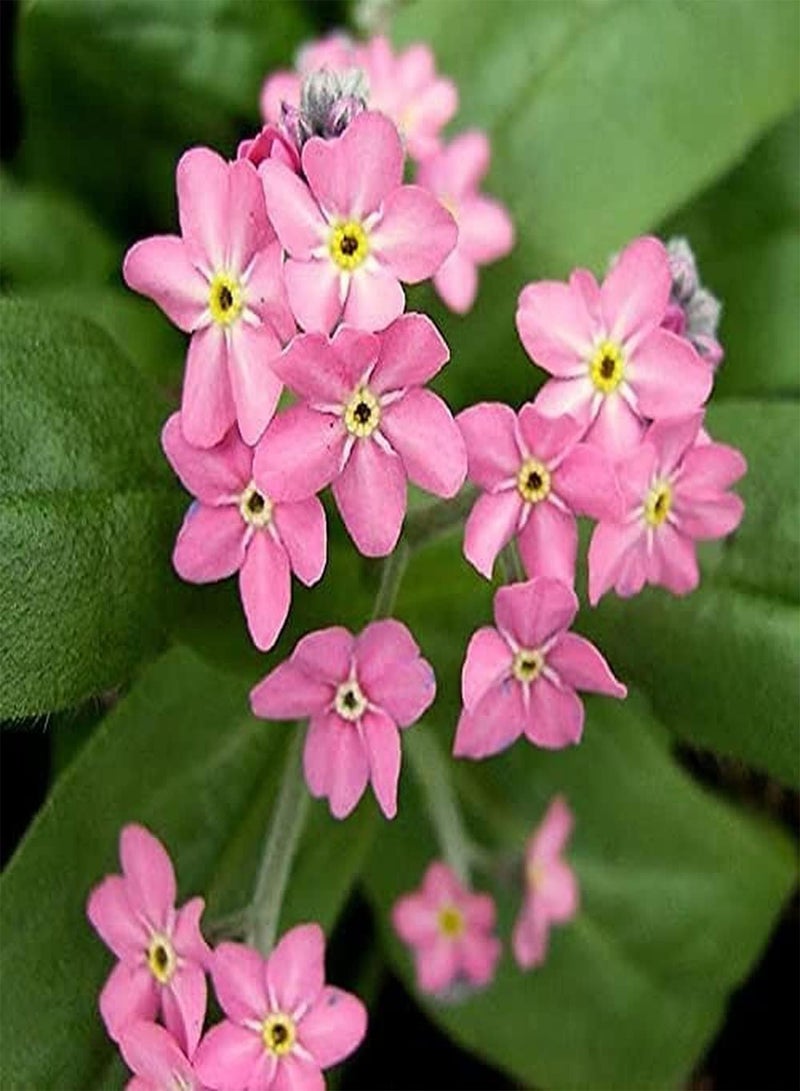 GGOOT 150pcs Forget Me Not Seeds Lovely Petals Natural Beauty Herbal Flowers Excellent Selection of Cut Flowers Loved by Beginners Garden Courtyard Terrace Widely Planted - Image 3