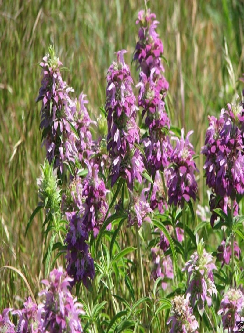 جي جوت الليمون والنعناع، بلسم النحل، يجذب النحل والفراشات إلى الحديقة! (1 أونصة 75,437+ بذور) - Image 2