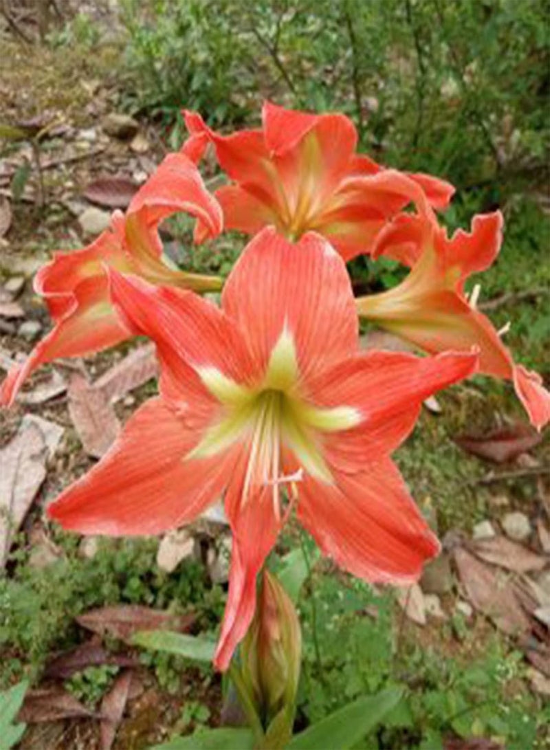 جي جوت 200 قطعة من بذور الزهور الجميلة غير المعدلة وراثيًا، بذور زهور نباتية طازجة، بذور أمارلس مختلطة طبيعية للزراعة في الحديقة الخارجية، لون أحمر غامق - Image 4