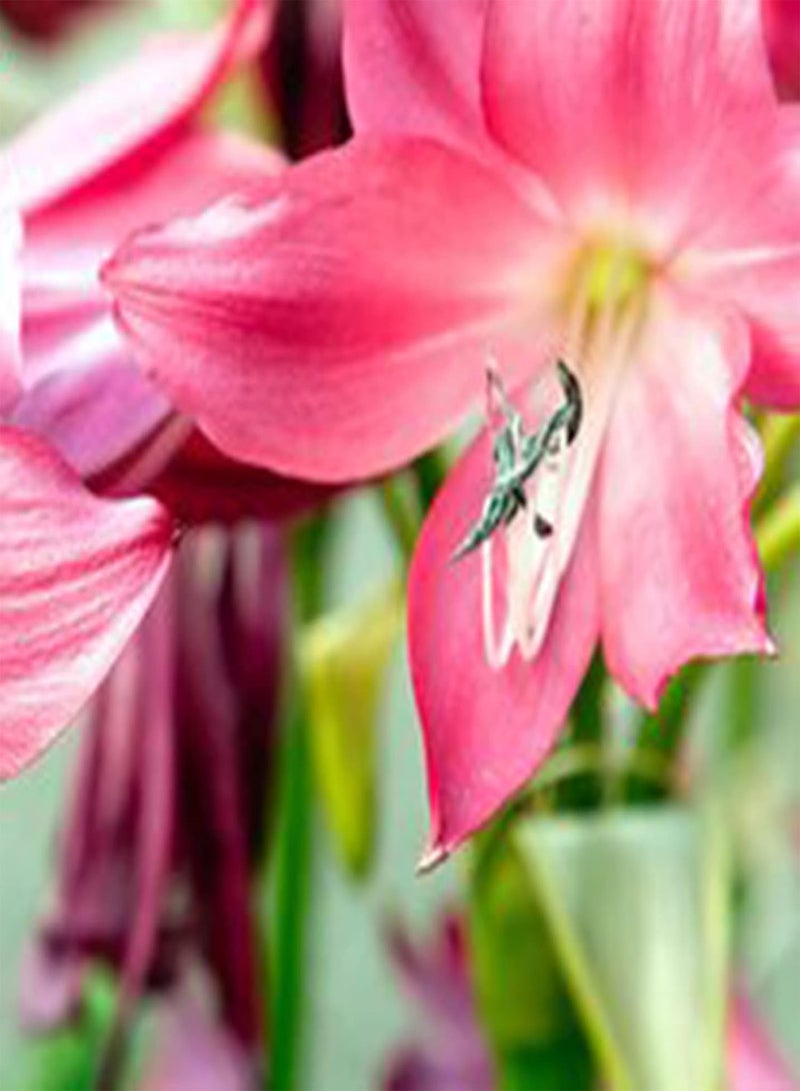 جي جوت 200 قطعة من بذور الزهور الجميلة غير المعدلة وراثيًا، بذور زهور نباتية طازجة، بذور أمارلس مختلطة طبيعية للزراعة في الحديقة الخارجية، لون أحمر غامق - Image 3