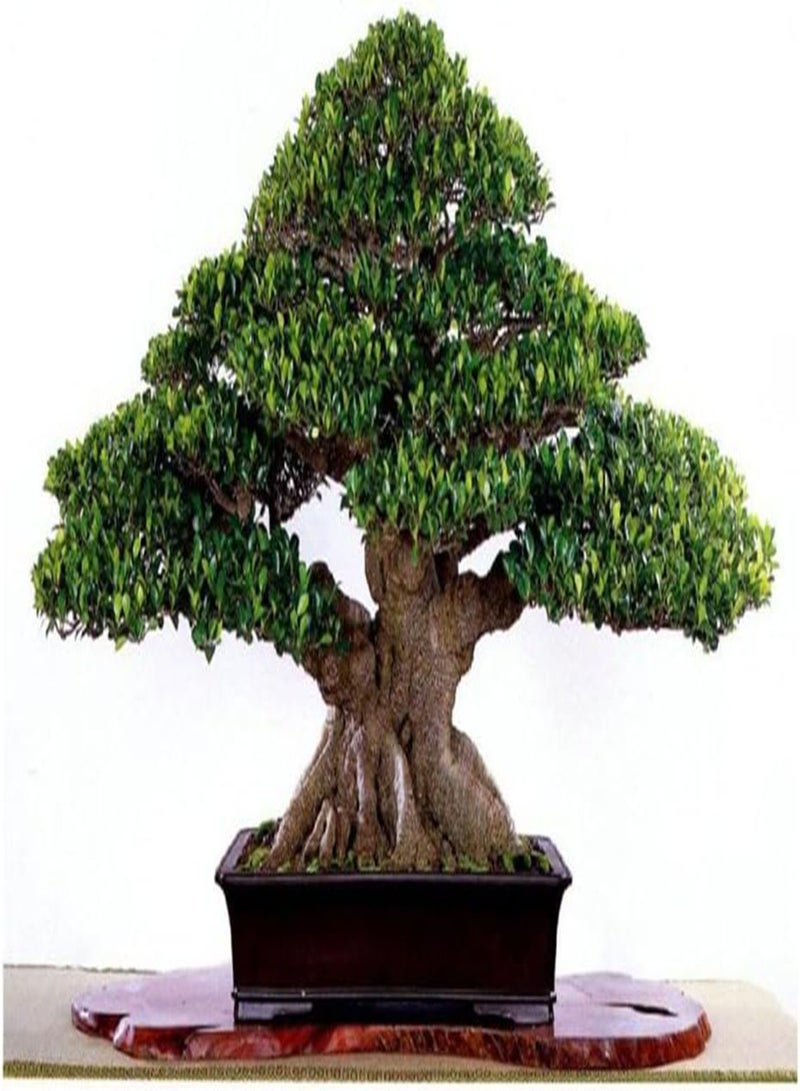 جي جوت 50 قطعة من بذور شجرة التين الصينية، جذور بونساي بانيان، نباتات خشبية خارجية - Image 2