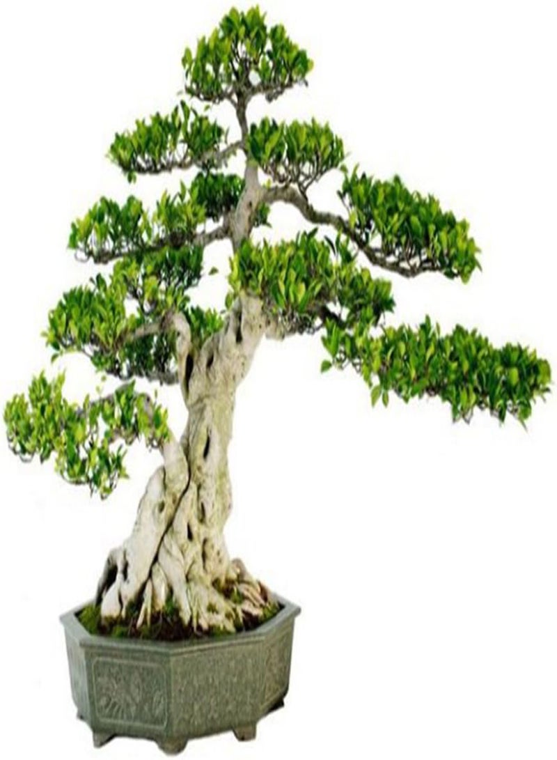 جي جوت 50 قطعة من بذور شجرة التين الصينية، جذور بونساي بانيان، نباتات خشبية خارجية - Image 4