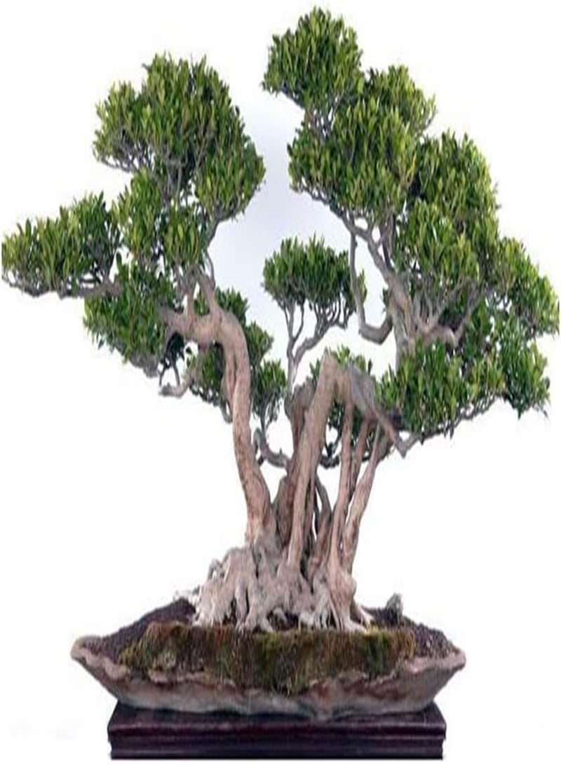 جي جوت 50 قطعة من بذور شجرة التين الصينية، جذور بونساي بانيان، نباتات خشبية خارجية - Image 5