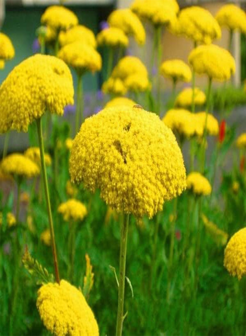 GGOOT 50Seeds Yarrow Cloth of Gold achillea filipendulina Perennial Flower for Seeds ing Garden Yard Patio: Only Seeds - Image 2