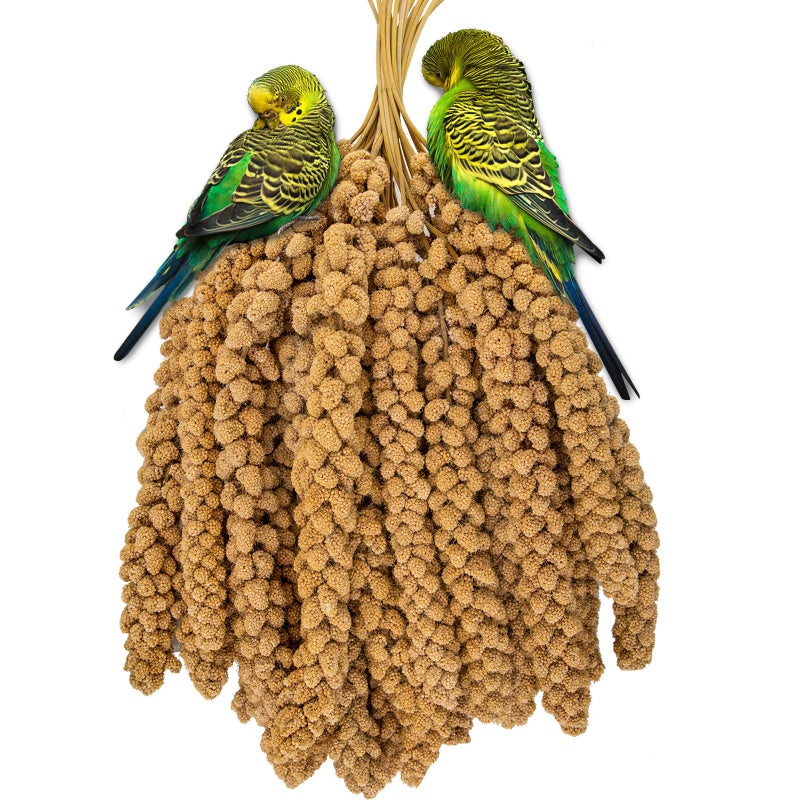RANZ 5LBS Spray Millet Treat for Pet Birds, Hand-Harvested Bird Snack, Natural Sun-Dried Millet Spray for Parakeets, Parrots, Cockatiels, Lovebirds, Budgies, Finches, Canaries - Image 2
