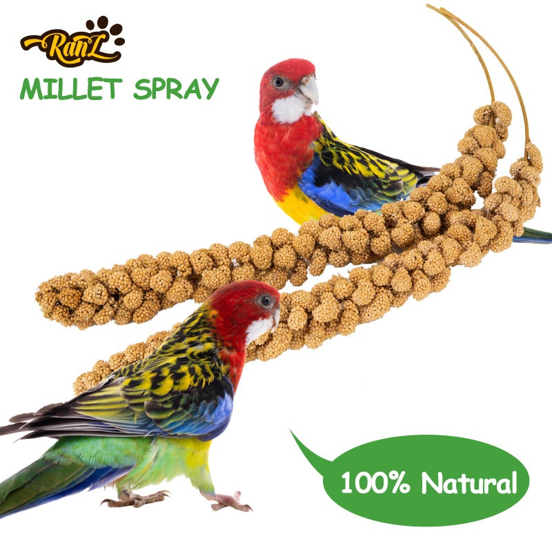 RANZ 5LBS Spray Millet Treat for Pet Birds, Hand-Harvested Bird Snack, Natural Sun-Dried Millet Spray for Parakeets, Parrots, Cockatiels, Lovebirds, Budgies, Finches, Canaries - Image 5